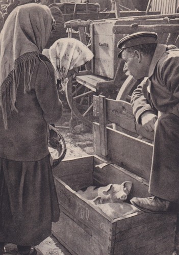 Schweinemarkt ostpreußen - in,