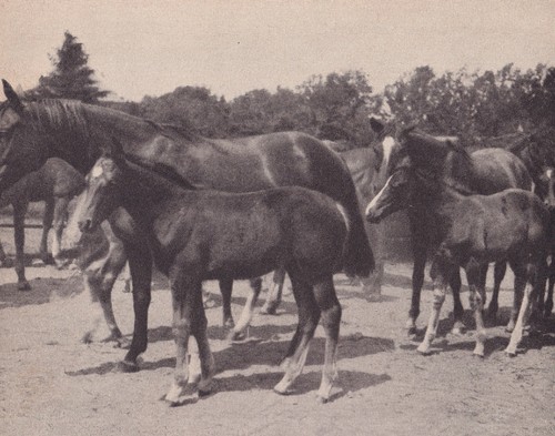 Trakehner pferde mit nachwuchs - trakehner,